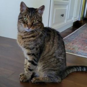 Grey tabby cat sitting on floor during cat sitting visit