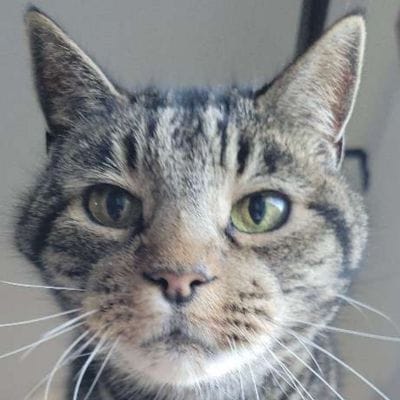 Cats and small paws Twin Peaks Pet Care