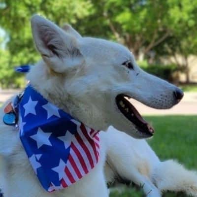 White dog laying in grass with American flag bandana