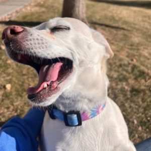 Doggie Day Out Twin Peaks Pet Care