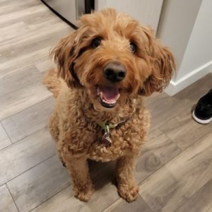 Drop-In Dog Sitting Twin Peaks Pet Care