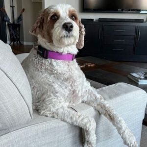 In Home Overnight Service Twin Peaks Pet Care