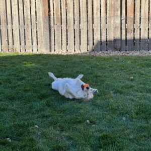 White dog laying in grass with orange ball in his mouth