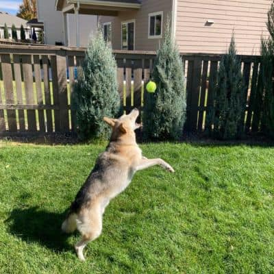 tan dog in backyard catching tennis ball in his mouth