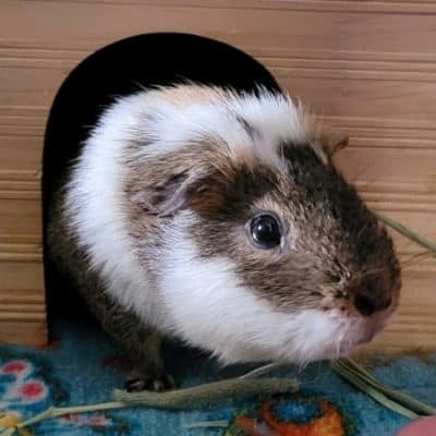 Hamster coming out of enclosure