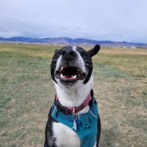Black and white dog in open field on private dog walk