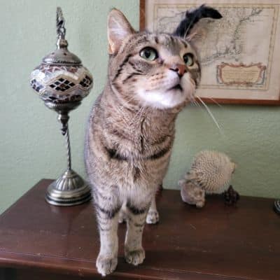 Grey cat on cabinet during cat sitting visit