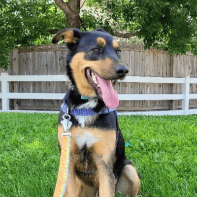 Easy Scheduling Twin Peaks Pet Care