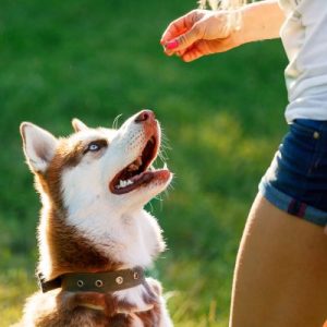 Dog Training Twin Peaks Pet Care